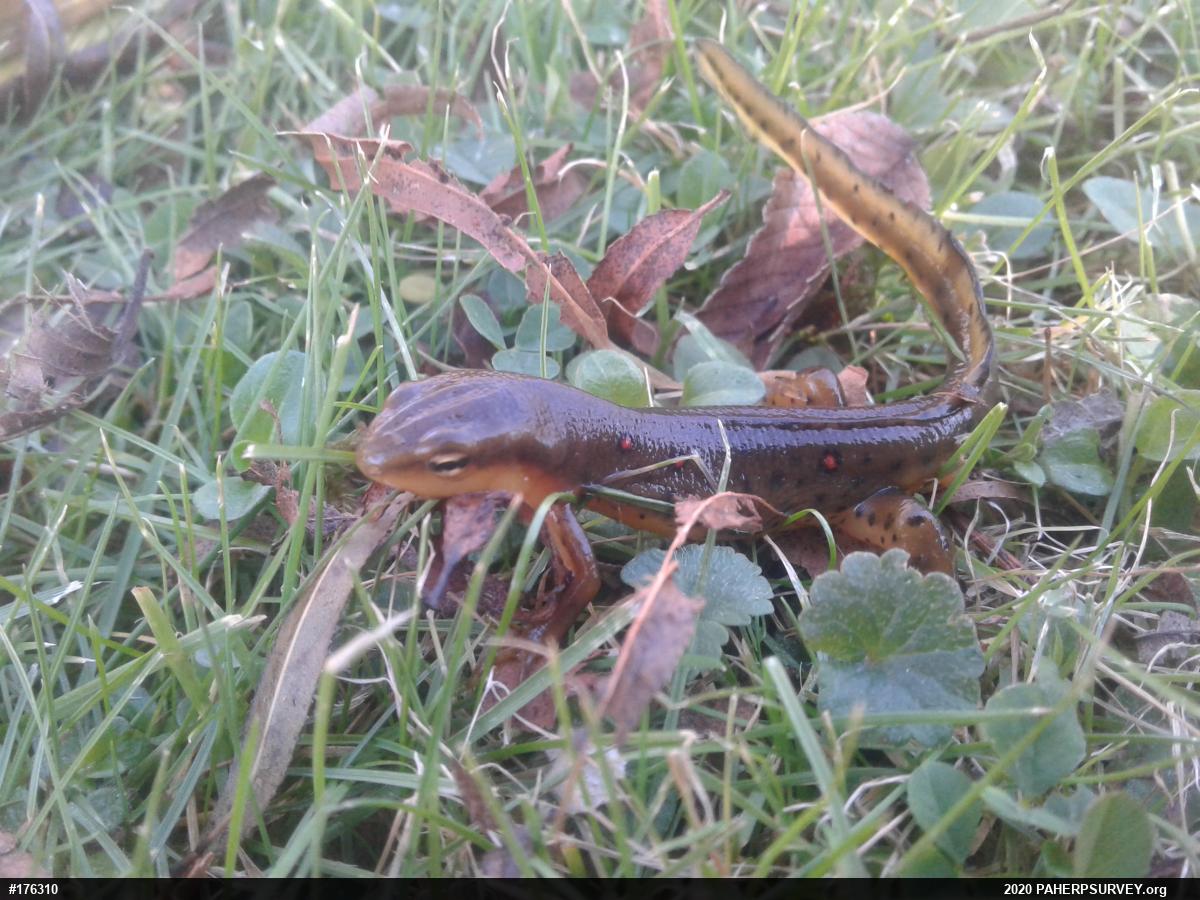 Red-spotted Newt