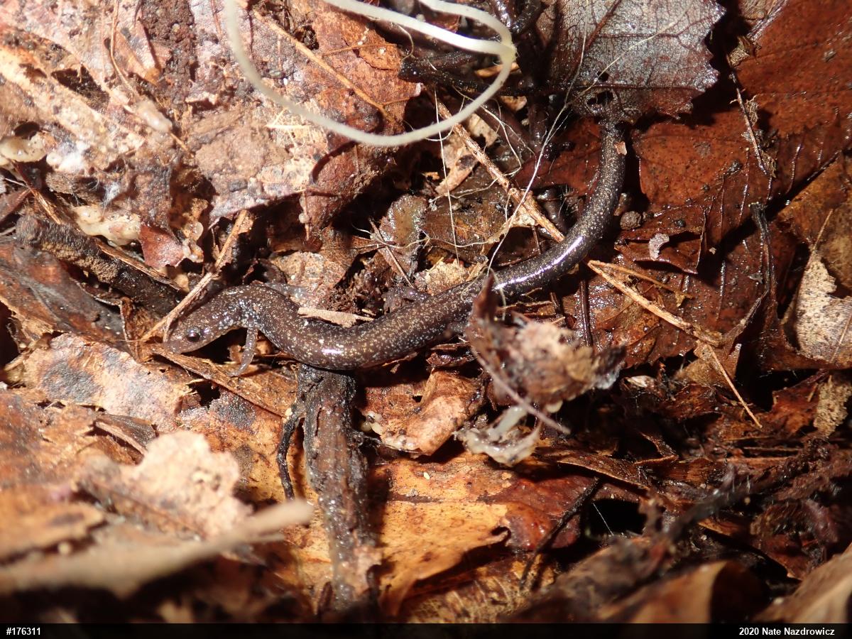 Eastern Red-backed  Salamander