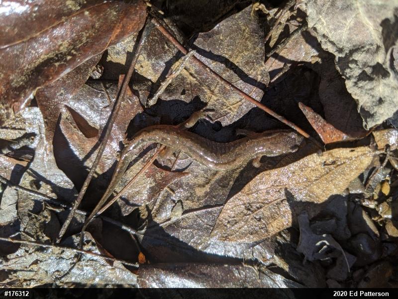 Northern Dusky Salamander