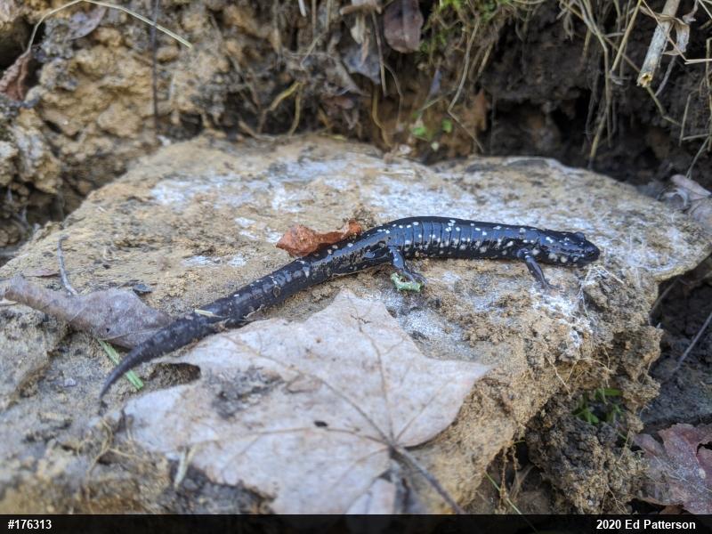 Northern Slimy Salamander