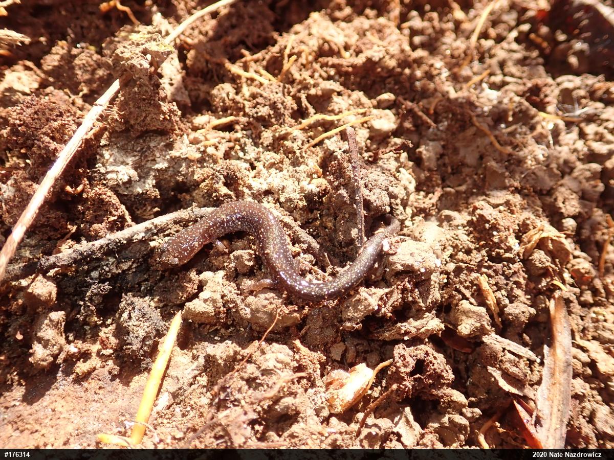 Eastern Red-backed  Salamander