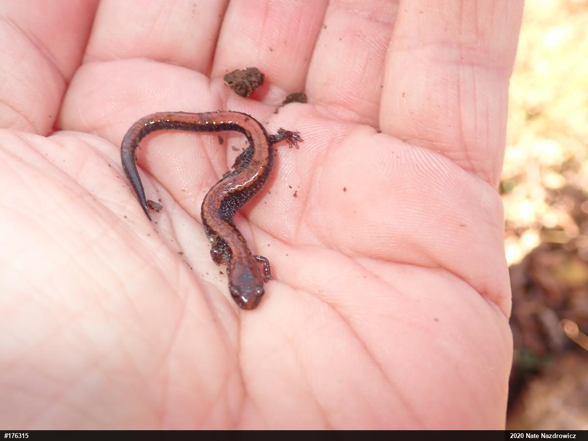 Eastern Red-backed  Salamander