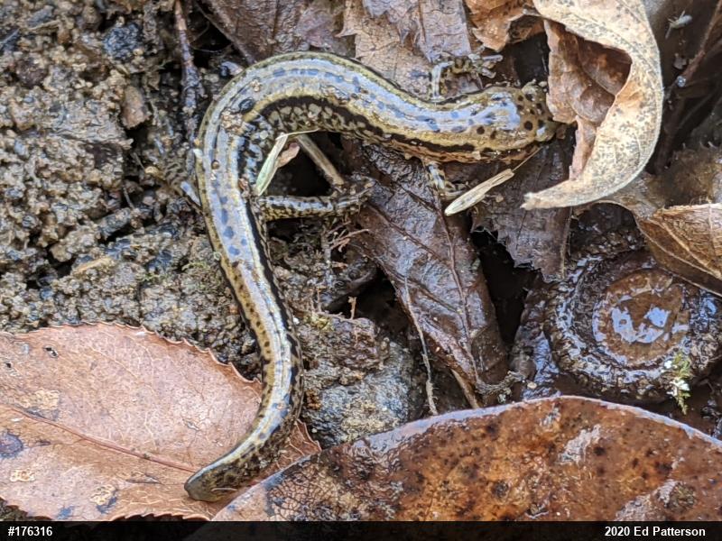 Northern Two-lined Salamander