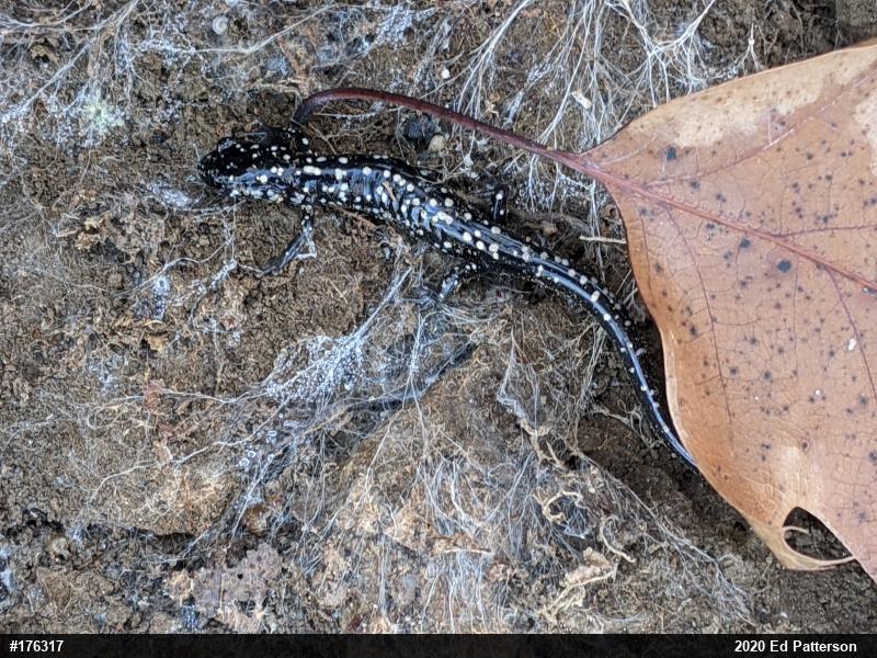 Northern Slimy Salamander