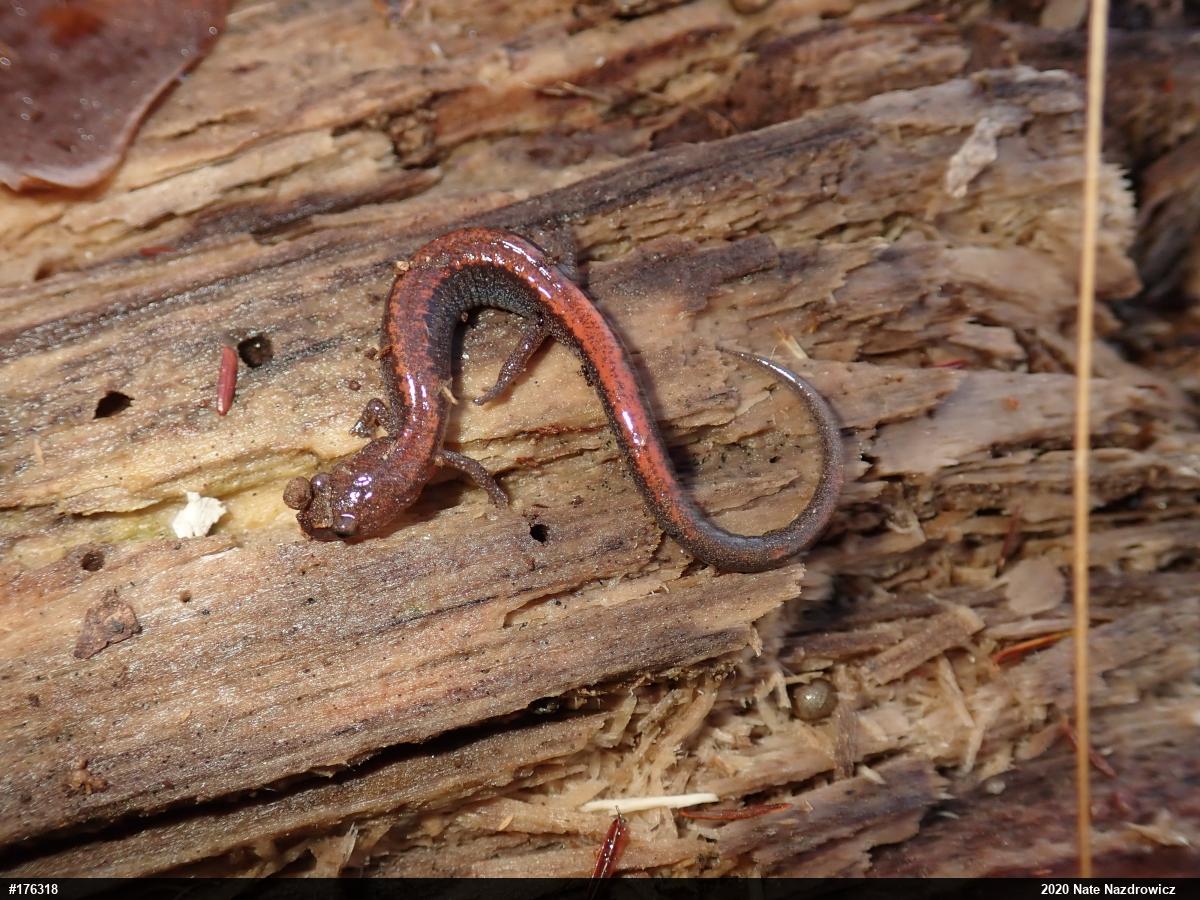 Eastern Red-backed  Salamander