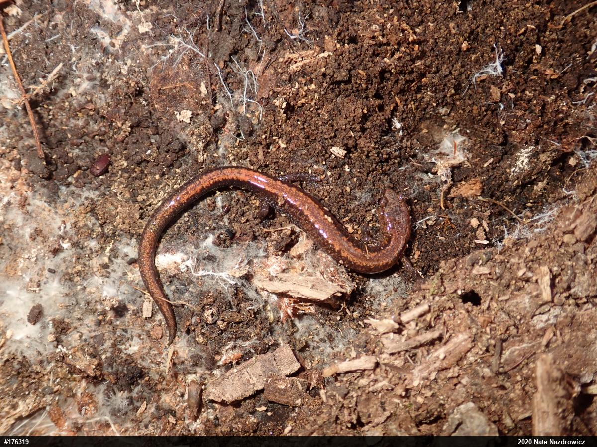 Eastern Red-backed  Salamander