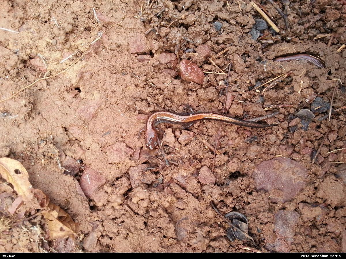 Eastern Red-backed  Salamander