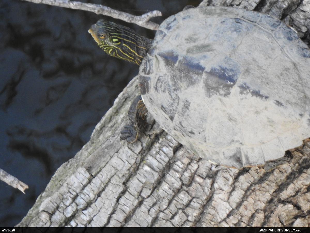 Northern Map Turtle
