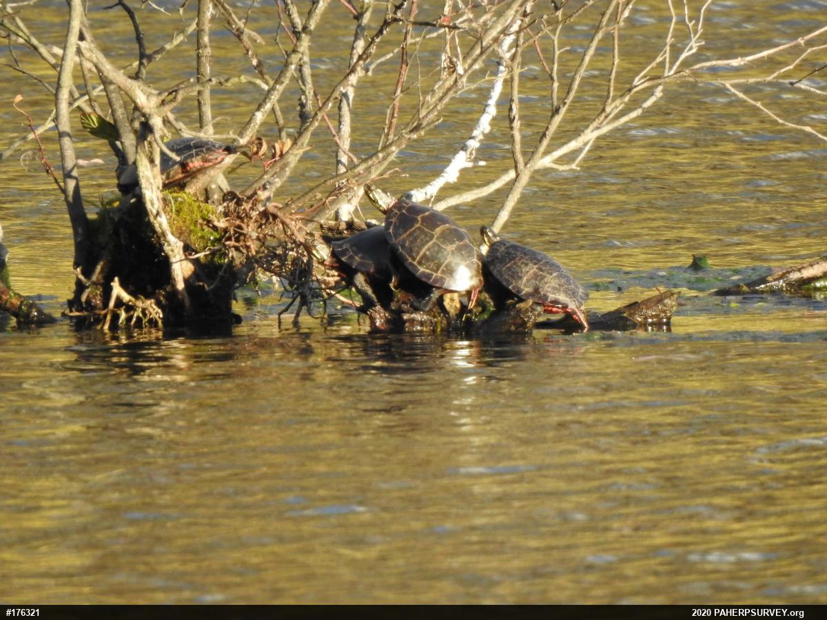 Painted Turtle