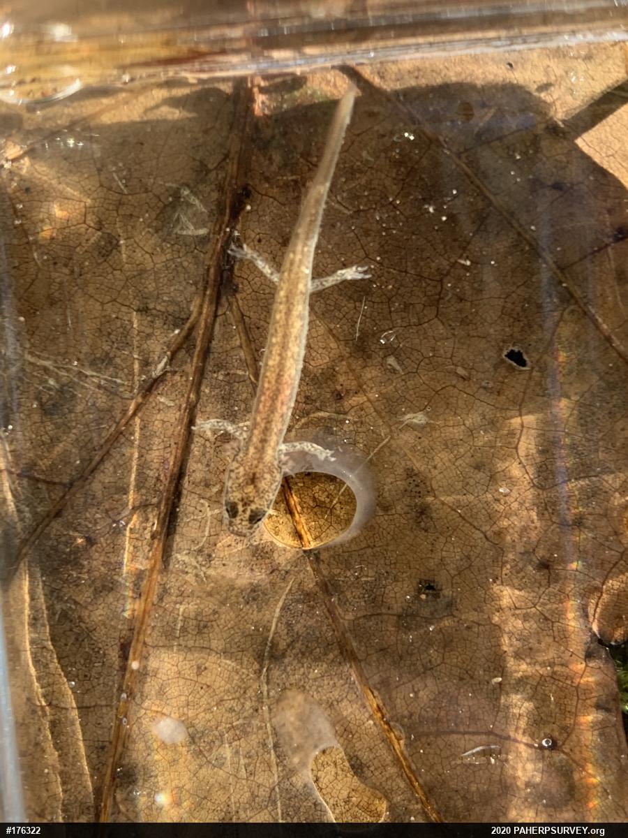 Northern Two-lined Salamander