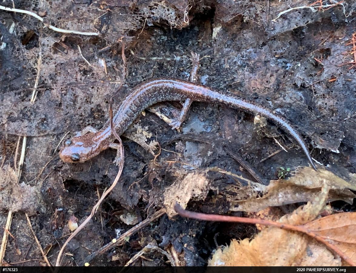 Eastern Red-backed  Salamander