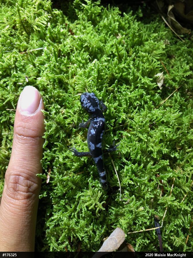 Marbled Salamander