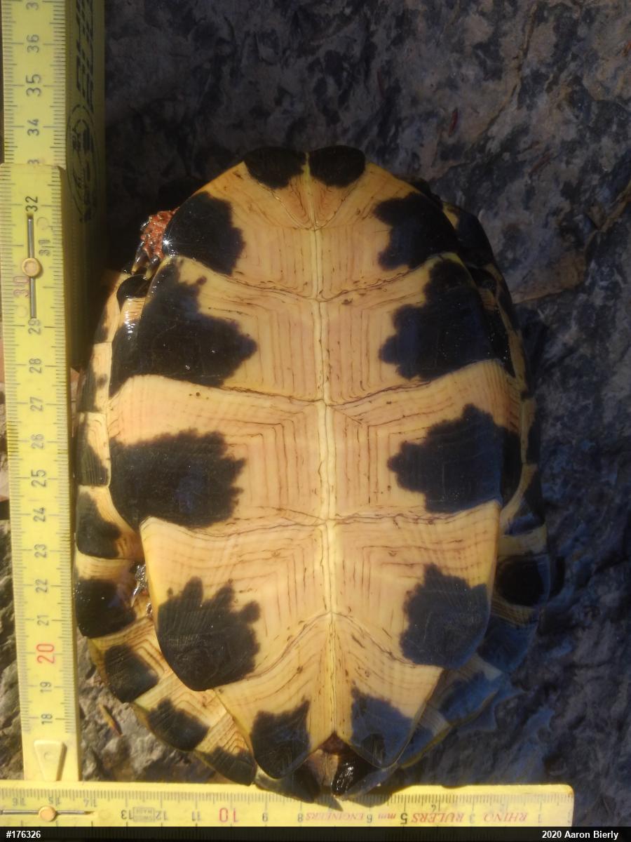 Wood Turtle