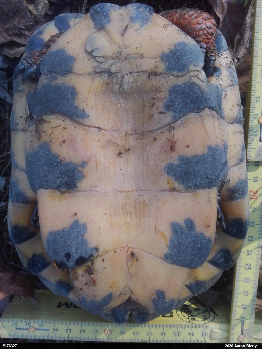 Wood Turtle