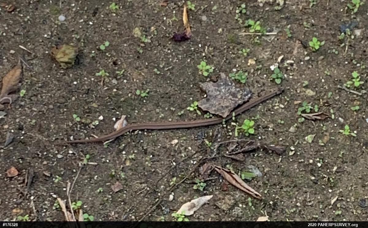 Dekay's Brownsnake