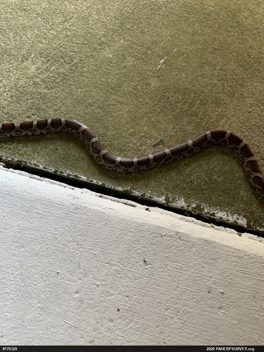 Eastern Milksnake