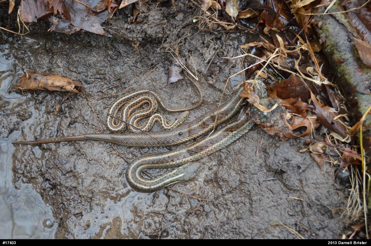 Eastern Gartersnake