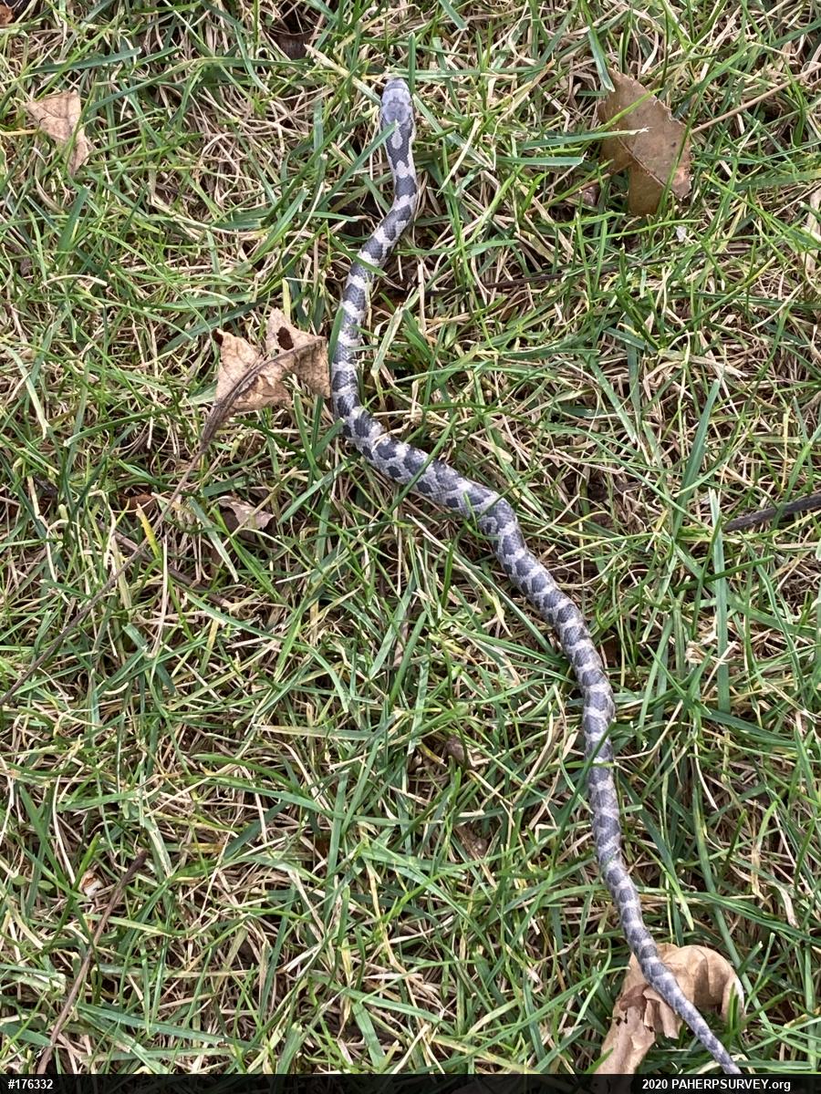 Eastern Ratsnake
