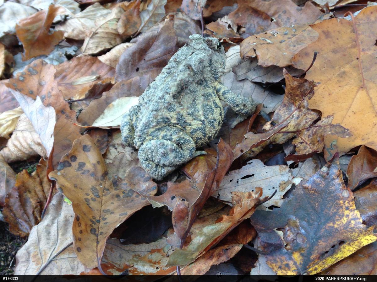 Eastern American Toad