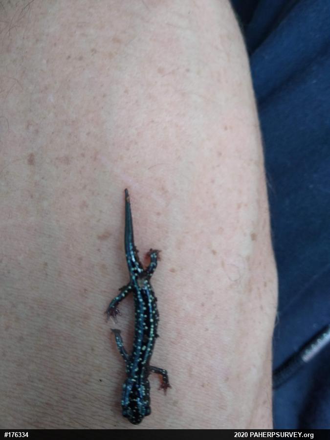 Northern Slimy Salamander