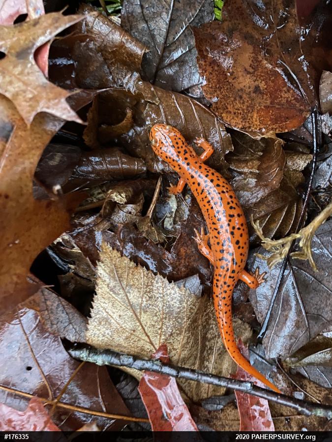 Northern Red Salamander