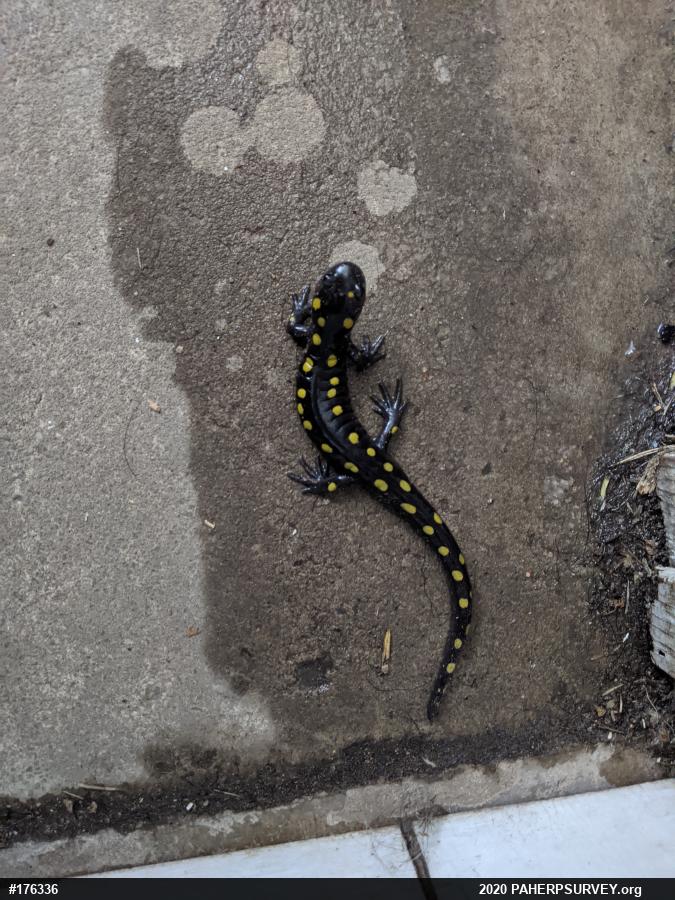 Spotted Salamander