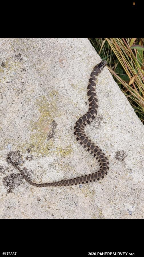 Northern Watersnake