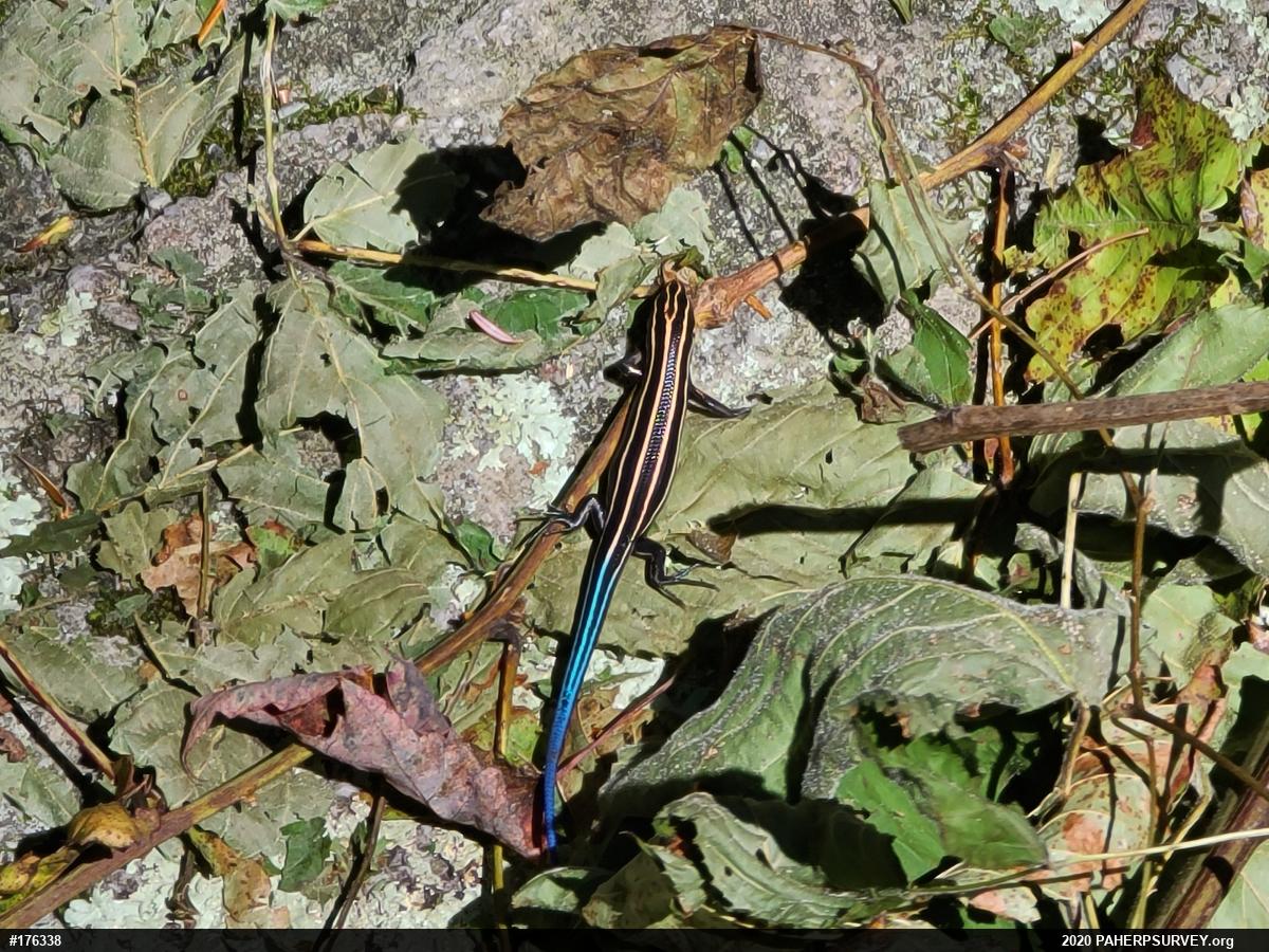 Common Five-lined Skink