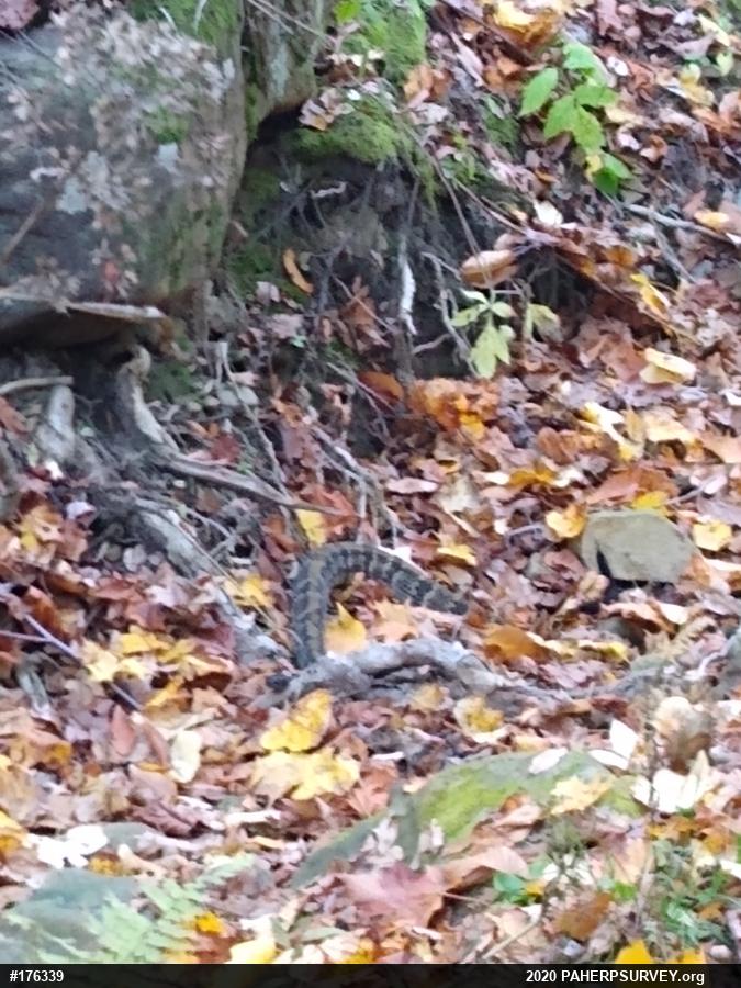 Timber Rattlesnake