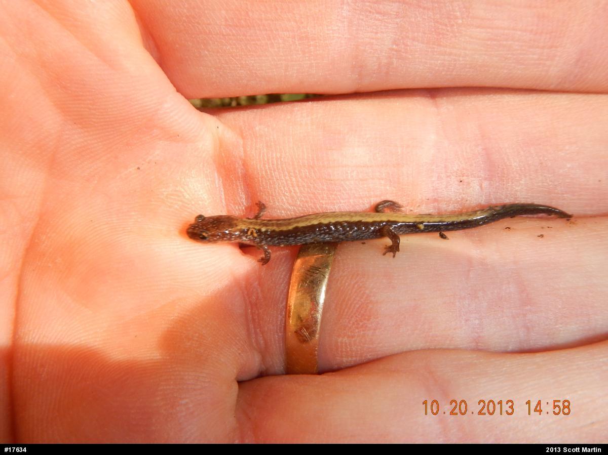 Eastern Red-backed  Salamander