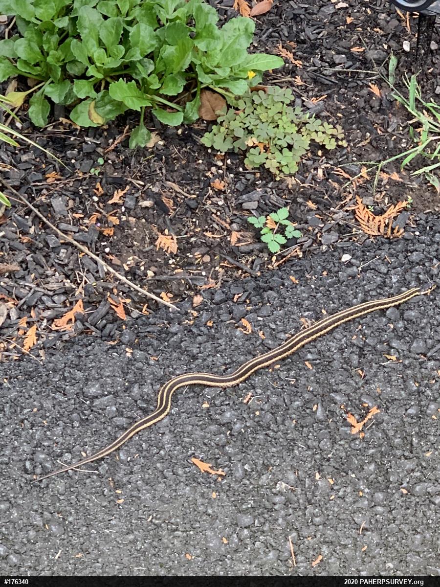 Eastern Gartersnake