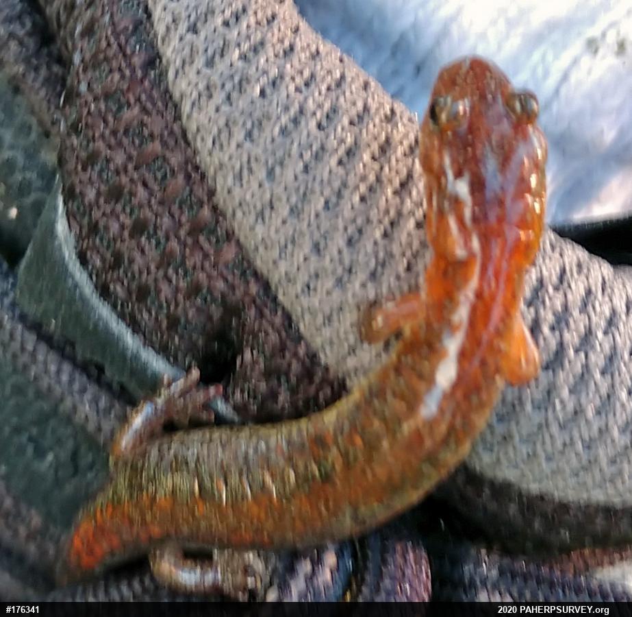 Eastern Red-backed  Salamander