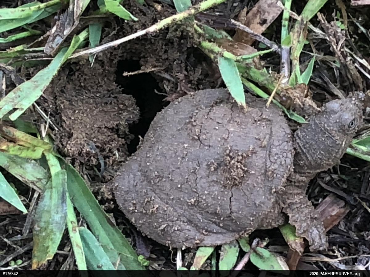 Eastern Spiny Softshell