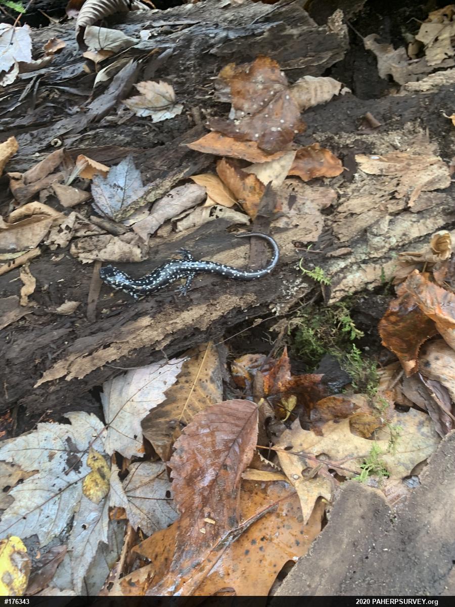 Northern Slimy Salamander