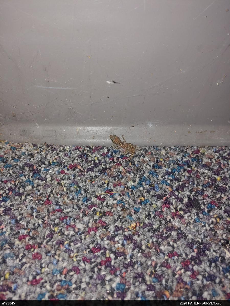 Mediterranean House Geckos