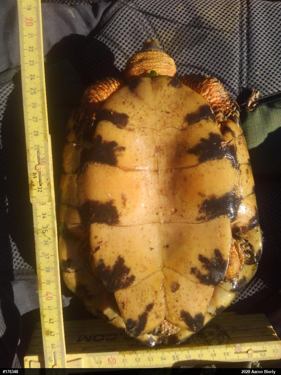 Wood Turtle