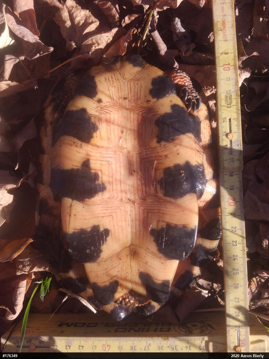 Wood Turtle