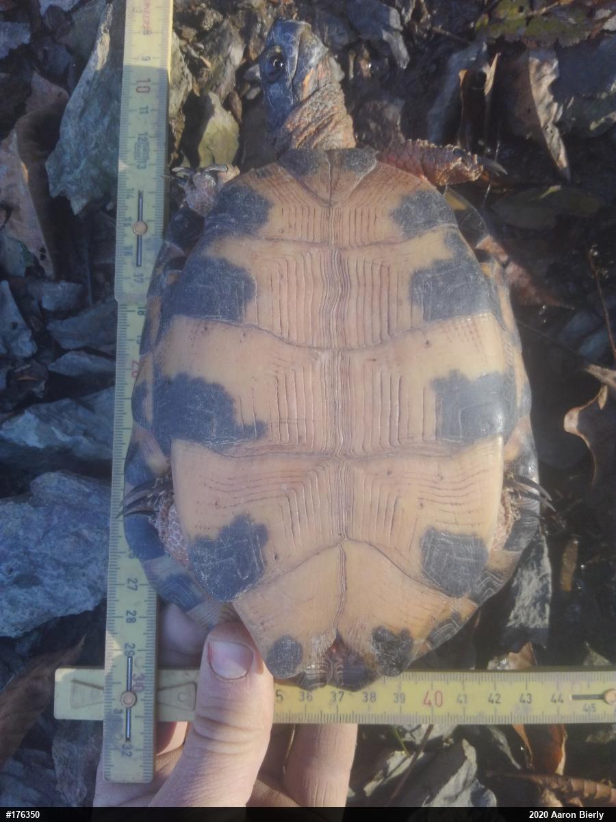 Wood Turtle
