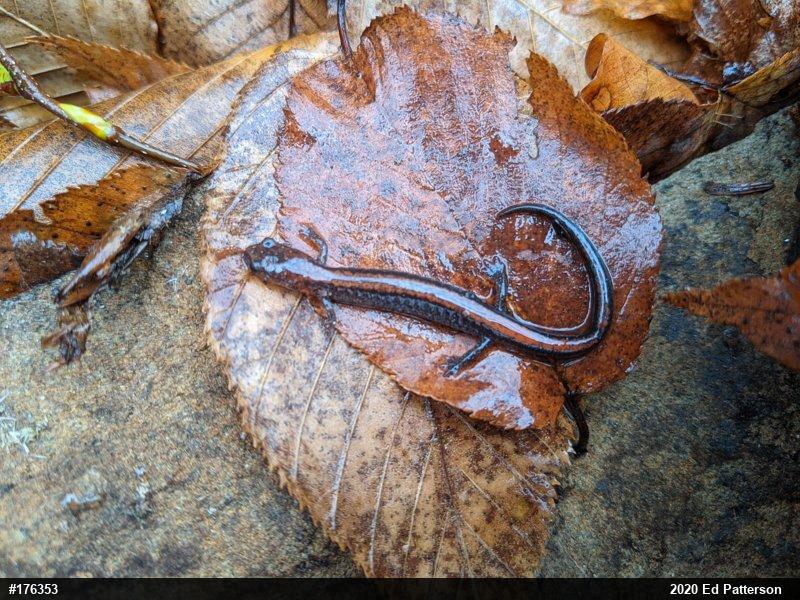 Eastern Red-backed  Salamander