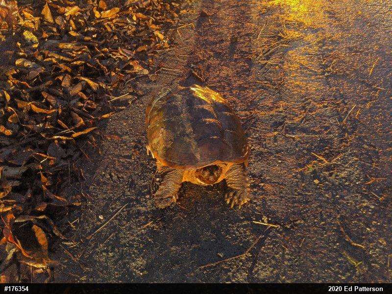 Snapping Turtle