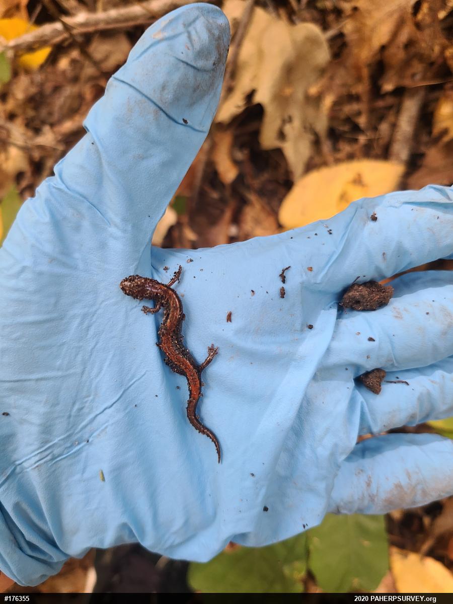 Eastern Red-backed  Salamander