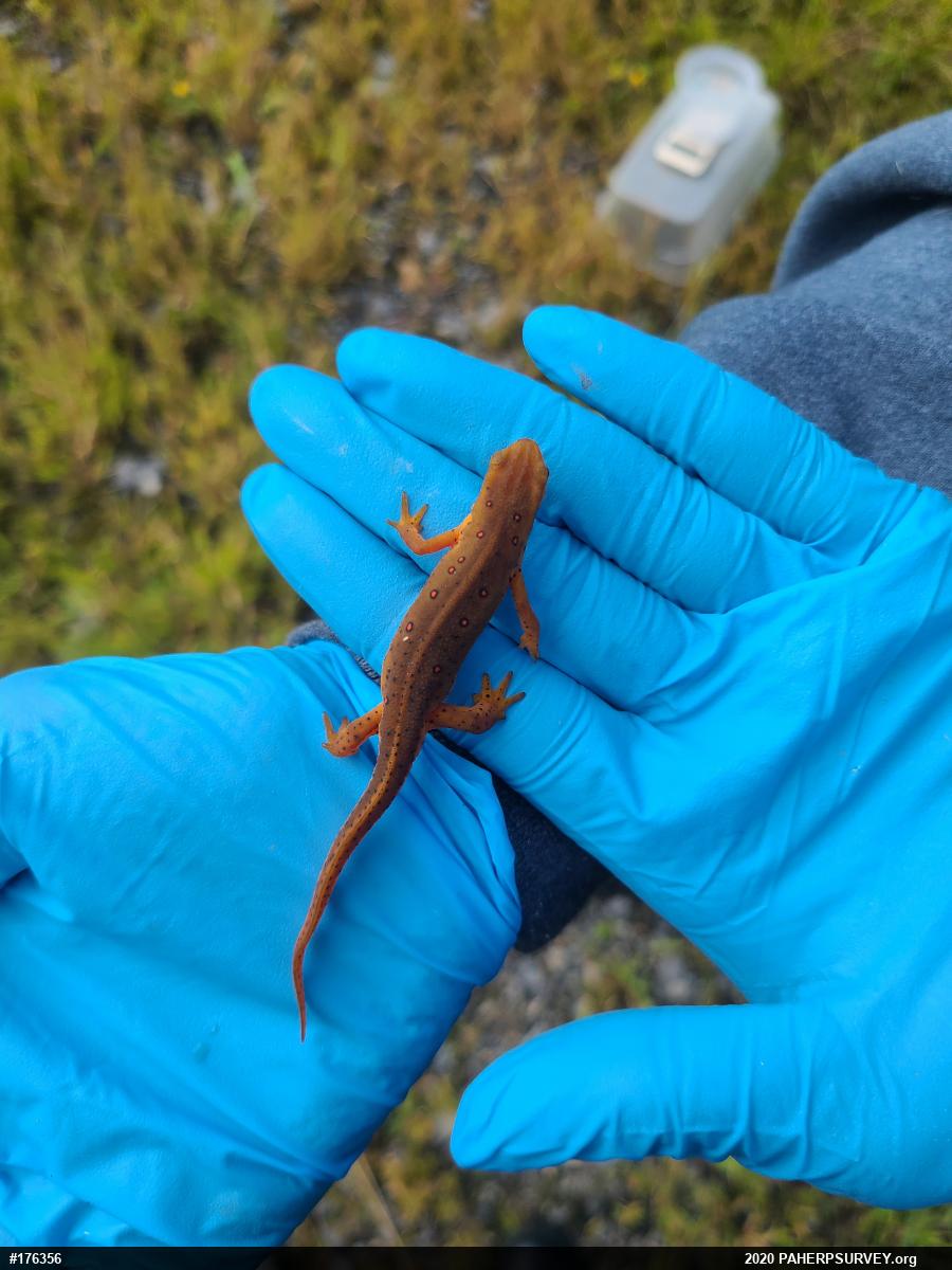 Red-spotted Newt