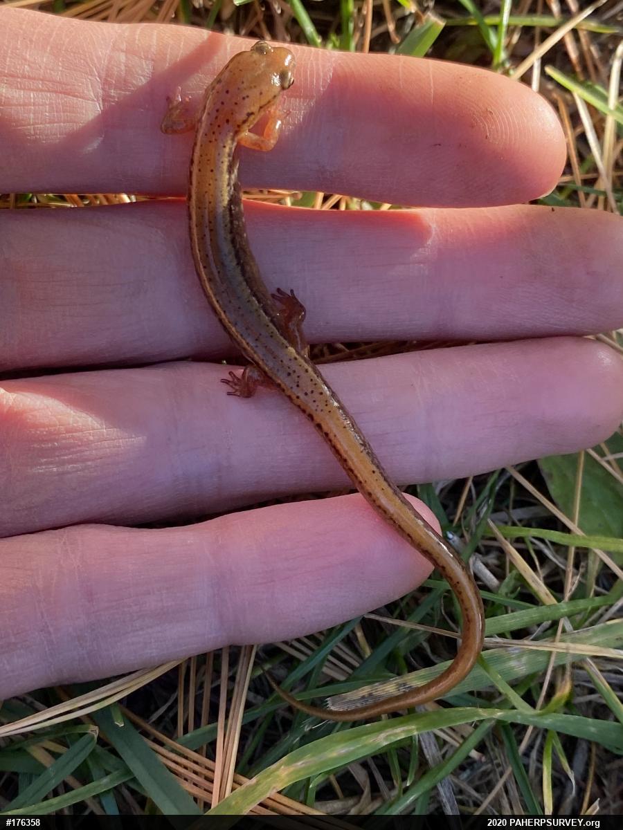 Northern Two-lined Salamander