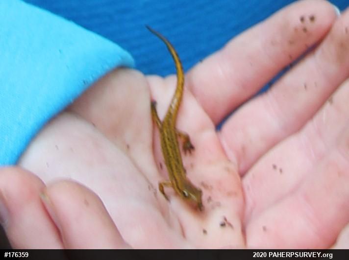 Eastern Long-tailed Salamander