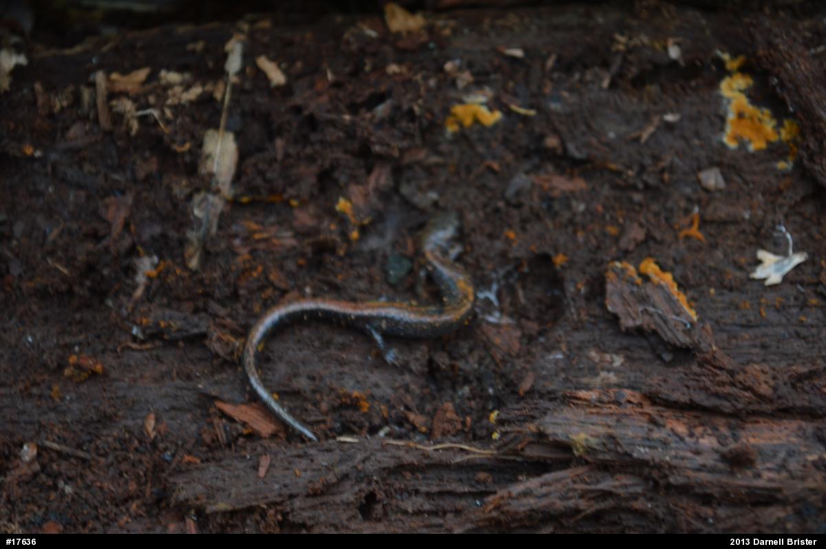 Eastern Red-backed  Salamander