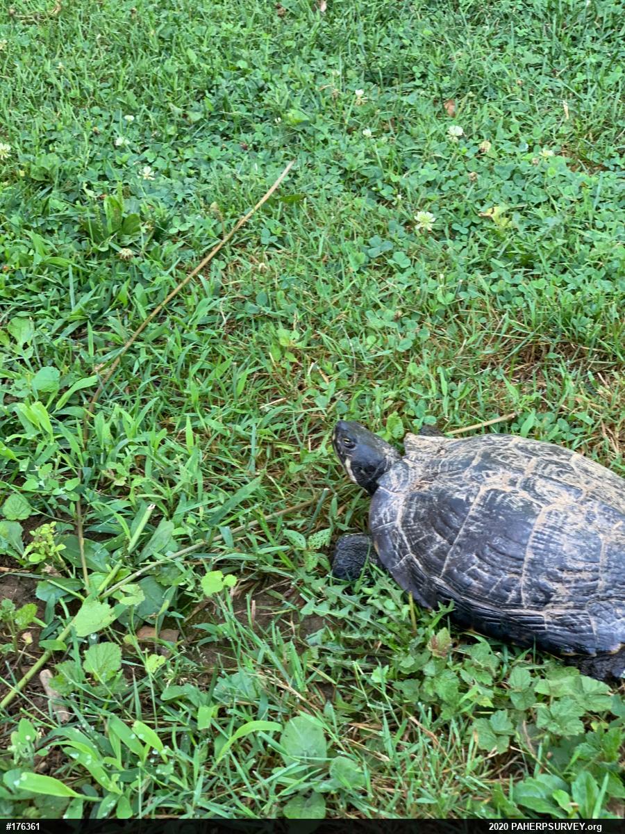 Pond Slider
