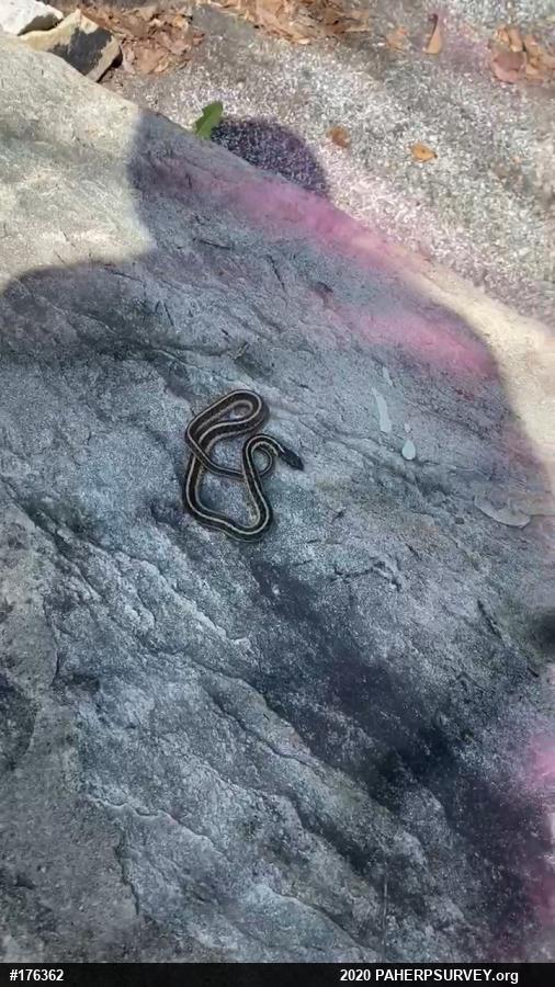 Eastern Gartersnake