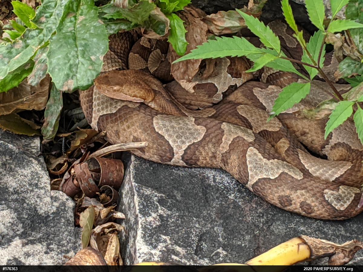 Northern Copperhead