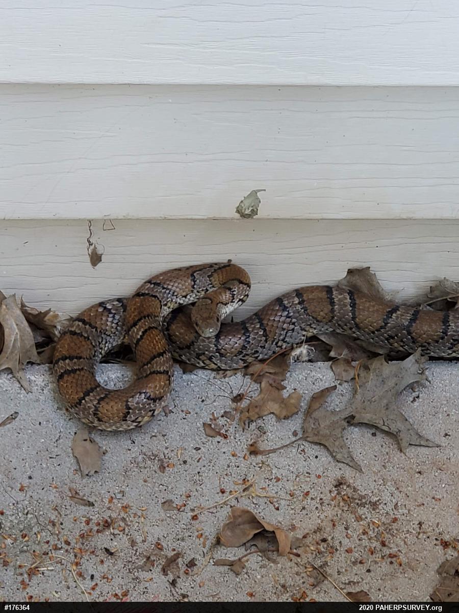 Eastern Milksnake
