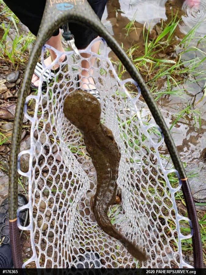 Eastern Hellbender